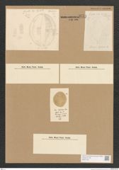 Diatomeae indet. Zeichnungen Sammlung Grunow Nr. 3751 (NHMW-BOT-W0371401)